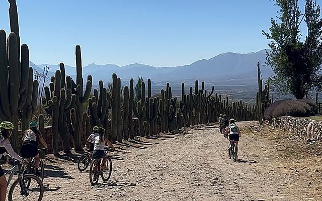 Sendero entre cardones